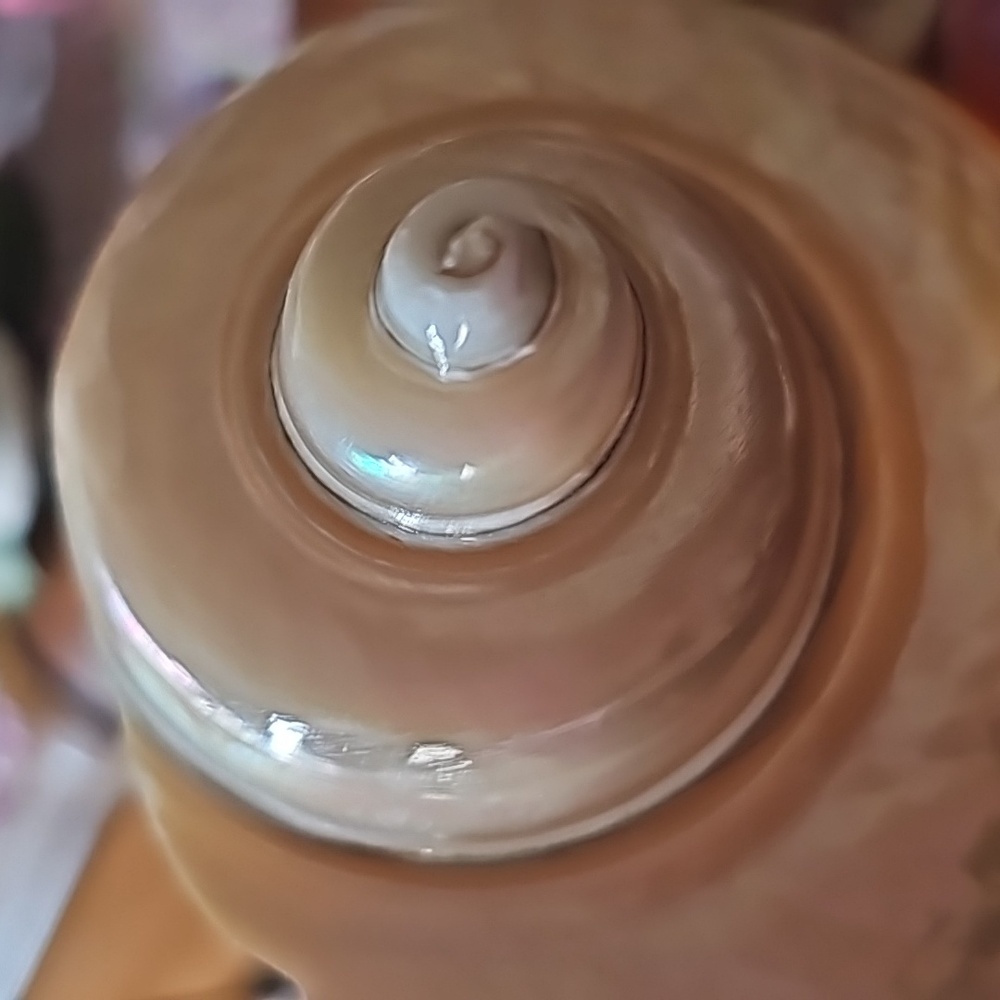 Trinket Abalone Shell - image 2